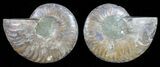 Polished Ammonite Pair - Agatized #59463-1